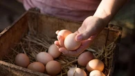 Carni avicole e uova, consumi in crescita nel segno di tracciabilità e sostenibilità