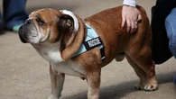 Roscoe, è morto il cane di Lewis Hamilton: “Un angelo e vero amico, si è spento tra le mie braccia”