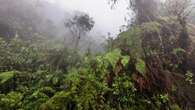 Progetto “Selva de Urundel”, la bolognese Ccc in difesa della foresta dello Yungas