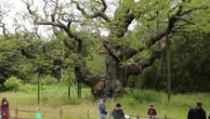 Major Oak è morta: la quercia di Robin Hood dopo 1200 anni non fa più foglie. Colpa del turismo