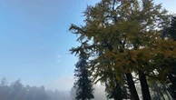 Arrivano oltre 10mila alberi nel parco della Villa Reale di Monza: "Riqualificare il bosco e sostituire le piante malate"