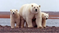 Usa, stop alle licenze di trivellazione in Alaska. Biden annulla il via libera di Trump