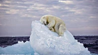 Giornata internazionale dell’orso polare: un monito per ricordare l’impatto della crisi climatica sulla biodiversità