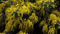 Giornata della donna, perché la mimosa è il simbolo dell’8 marzo