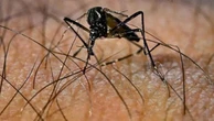 Clima: da Dengue a Chikungunya per ogni grado di temperatura in più, sale il rischio di infezione