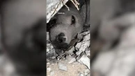 Gaza, il mugolio li guida al salvataggio: il video del cane estratto dalle macerie