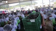 Guacamole da Guinness: a Tancítaro record mondiale con 6.800 chili di salsa di avocado