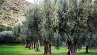 L’oliva aitana dei Colli Tifatini diventa Presidio Slow Food
