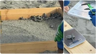 A Punta Marina sono nate le prime tartarughe Caretta caretta del Ravennate