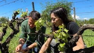 In vigna con Carlo Noro: "Tra ulivi e vigne vecchie vi raccontiamo il nostro Lazio"
