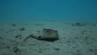 Grecia, migliaia di rifiuti rimossi dai fondali del parco di Alonneso. “E questo è il mare pulito”
