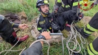 Il cane da caccia cade in un pozzo a Casaletto Lodigiano, salvato dai vigili del fuoco