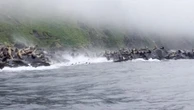 Kamchatka, i leoni marini si tuffano in mare mentre la scogliera crolla per il sisma