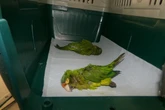 Man charged with smuggling parakeets in his pants at US-Mexico border