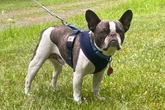 Nurse pleads guilty to leaving French bulldog at airport before trip