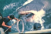 How Jaws changed our relationship with sharks forever