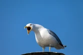 Finally, the permission we needed to yell at seagulls