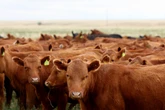 Bernie Madoff of cows cost investors $100M in Ponzi scheme: suit