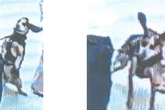 Man accused of kicking airport K9 so hard it went airborne