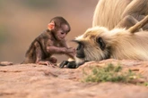 David Attenborough’s Parenthood will make you cry out at the TV