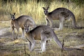 South Carolina police investigating man found dead in kangaroo pen