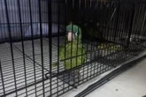 Man arrested trying to smuggle parrots into US stuffed into his boots