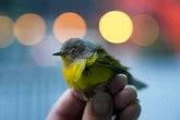 How to stop birds hitting windows, and whether predator stickers work