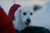 James Gunn reveals how his ‘uncontrollable dog’ shaped Superman script