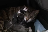 Man charged after 69 live cats and 24 dead ones are found in his home