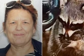 Racoon found playing with meth pipe during Ohio traffic stop