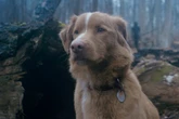 Dog wants to be considered for an Oscar after breakout role