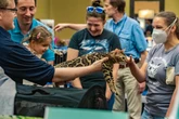 Bobcat fever is spreading in the US. Here’s what to know
