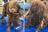 Heartbreaking photos show squalid home where woman died with 80 dogs