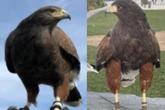 One of two hawks stolen from an NFL stadium is found