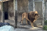 Safari owner arrested after 300 animals seized from ‘hellhole’ zoo