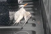 Nearly 50 birds run over in ‘disturbing and deliberate’ truck attack