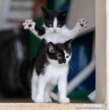 Svelati gli 11 vincitori del Comedy Pet Photo Awards 2023, il concorso che premia gli scatti più buffi degli animali domestici – Le foto