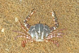 Mar Adriatico arriva una nuova specie: ecco il granchio crocifisso, può pesare fino a un chilo