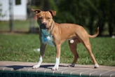 Che fine hanno fatto i due pitbull che hanno ucciso il bambino a Eboli