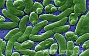 Vibrio vulnificus: cos’è il batterio mangiacarne che terrorizza gli Usa e perché potrebbe proliferare anche in Europa (e in Italia)