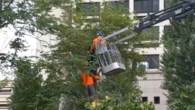 Bologna, scontri al parco Don Bosco: la polizia trascina gli ambientalisti giù dagli alberi, volano schiaffi e manganellate – I video