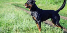 Roma, un rottweiler azzanna una ragazza: «Ho dovuto prenderlo per i testicoli per staccarlo»