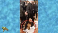 Striscia la notizia alla carica su John Travolta a Sanremo, l’accusa di pubblicità occulta: «Perché in Rai si sapeva»