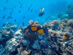 Proteggere l’oceano con la conoscenza. Così l’Unesco e Gruppo Prada vogliono portare l’ocean literacy nelle scuole di tutto il mondo