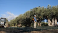 Dal frantoio agli scaffali del supermercati, la filiera dell’olio extravergine d’oliva Coop – Il video