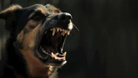 Il boom di abbandoni di pitbull e rottweiler nei canili di tutta Italia: «I proprietari hanno paura»