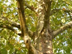 A Milano i platani vanno in pensione per il clima. Quali sono gli alberi più resistenti per le città?