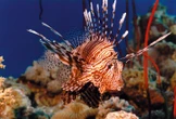 Mari e fiumi più caldi, l’Italia invasa dalle specie aliene. Dal pesce scorpione al vermocane: quali rischi per la salute?