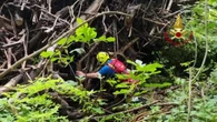 Natisone, l’ipotesi sul destino di Cristian Molnar: il giovane potrebbe essere rimasto intrappolato nella forra del fiume