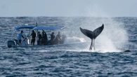 Luxury yacht owners are throwing scientists a lifeline